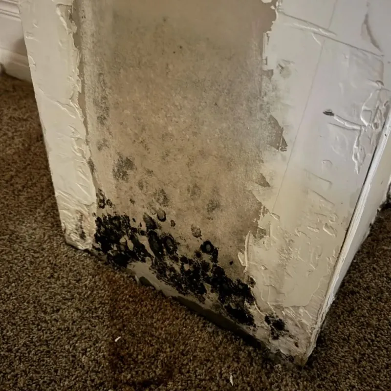 Professional Mold Removal in Wentzville, MO